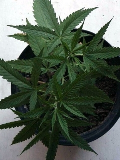 ������� �������� - 240x320