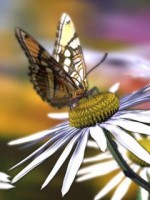 �������� ��� ���������� �������� - �478