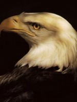 �������� ��� ���������� �������� - �493