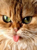 �������� ��� ���������� �������� - �����