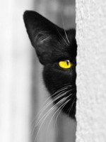 �������� ��� ���������� �������� - �����