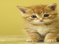 �������� ��� ���������� �������� - �������