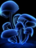 �������� ��� ���������� �������� - �365
