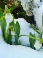 �������� ��� ���������� �������� - �241