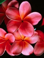 �������� ��� ���������� �������� - �����