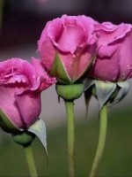�������� ��� ���������� �������� - �����