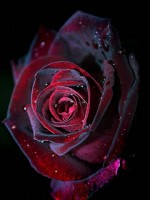 �������� ��� ���������� �������� - ����� ������� ����
