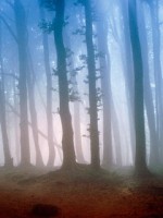 �������� ��� ���������� �������� - ���